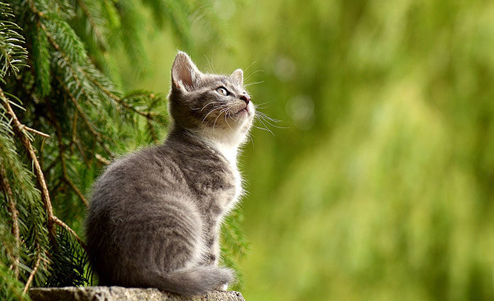 cat-2083492_1920 Na jakie cechy żwirku dla kota warto zwrócić uwagę