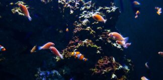 Ryba Danio – wymogi życiowe i dobór sprzętu akwarystycznego Ryba Danio