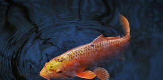 Jaki rozmiar haczyka na dużego karpia?