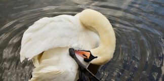 Jakie rośliny czyszczą wodę?