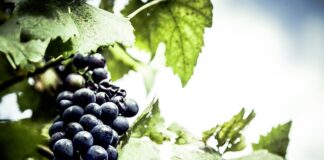 Jaki lokalizator dla małego psa?