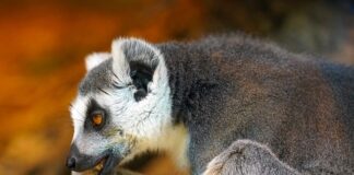 Czy można żuć gumę na czczo?