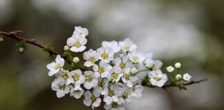 Jakie krzewy na słabe gleby?