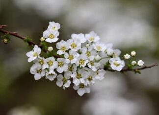 Jakie krzewy na słabe gleby?
