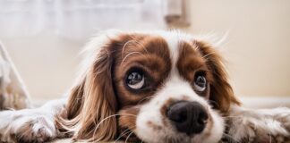 Jak znaleźć właściciela psa?