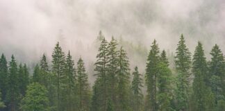 Czy żucie gumy wyszczupla szczękę?