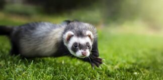 Jak dbać o fretkę?