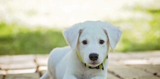 Dlaczego obroża dla kota jest zła?