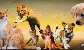 Czy psy się same myją?