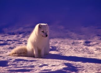 Jak wygląda nauka w Norwegii?