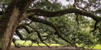 Czy można wędzić drewnem dębowym?