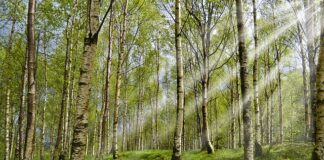 Co zrobić żeby kot nie miał kleszczy?