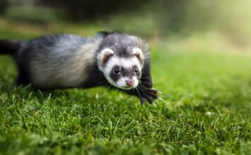 Jak długo śpi fretka?