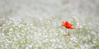 Co dla psa na nieświeży oddech?