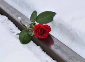 Jak zmienić imię kotu?