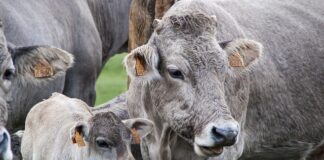 Czy żucie gumy wyszczupla twarz?