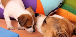 Co zrobić zęby nie śmierdziało psu z pyska?