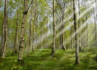 Czy obroża na kleszcze działa?