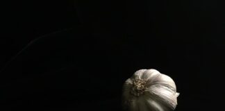 W jakim wieku psu wypadają zęby?