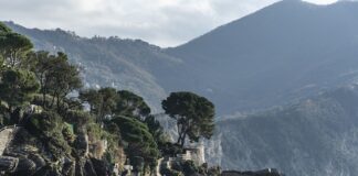 Ile kosztuje muszla kompaktową?