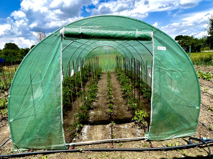 Zioła i owoce, które możesz uprawiać w tunelu foliowym
