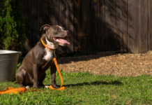 Zabawki do domu i do ogrodu: co się sprawdza w różnych warunkach Zabawki do domu i do ogrodu