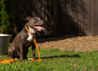 Zabawki do domu i do ogrodu