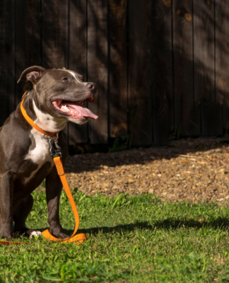 Zabawki do domu i do ogrodu