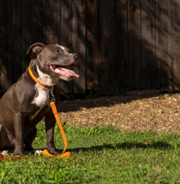 Zabawki do domu i do ogrodu